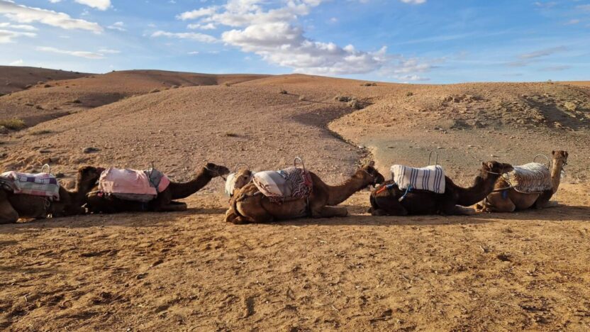 camping de luxe Agafay Dromadaire marchant paisiblement dans le désert rocheux d’Agafay au coucher du soleil
