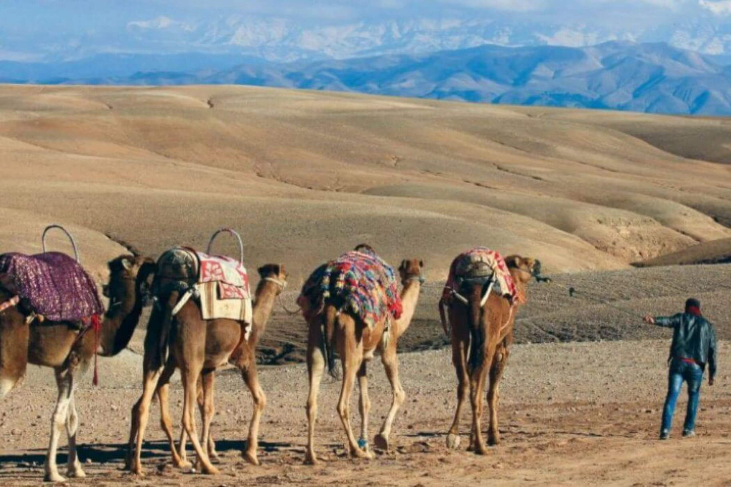Touriste en balade à dos de dromadaire au coucher du soleil dans le désert rocheux d’Agafay près de Marrakech
